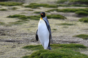 King penguin at Salisbury Plain, South Georgia Island