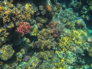 Coral reef in the Red Sea