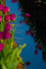 チューリップとチューリップの映り込み