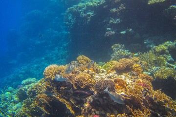Naklejka na ściany i meble Coral reef with fish