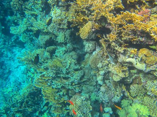Coral reef with fish