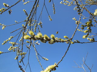 spring willow, with a bee, on a background of blue sky