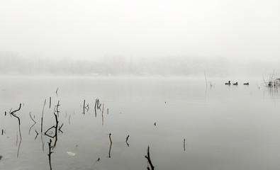 Stillness of the water surface in fog