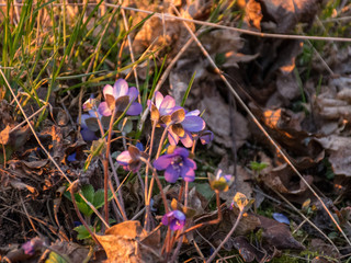 wild whistles, beautiful bright colors, sunset light