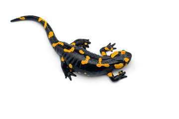 The fire salamander isolated on white background - obrazy, fototapety, plakaty