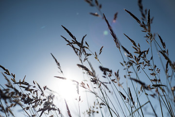 Art photo of spikelets against the blue sky. Artistic lighting photo of herbs. Photo wallpaper nature. Artistic blur grass sky sun.