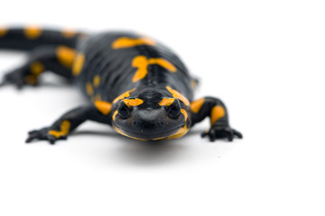 Obraz premium The fire salamander isolated on white background
