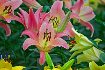 Flowering Lily 'Baywatch' in close up at a garden flower border