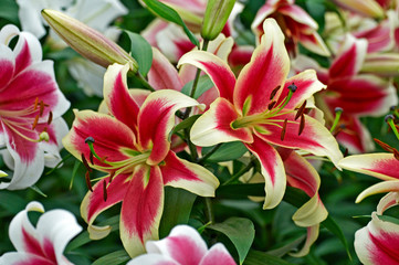 Flowering Lily 'Candy Club' in close up of flower border