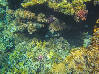 Naklejka na ściany i meble Coral reef of Red Sea