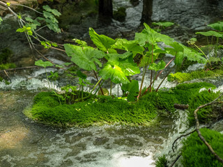 waterfalls and streams in Plitvice Lakes National Park