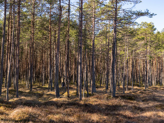 Fototapeta premium bog landscape with dry bog grass and tree silhouettes