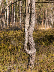 Obraz premium landscape with a swamp pine silhouette