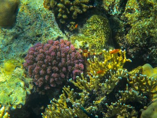 Coral reef with fish