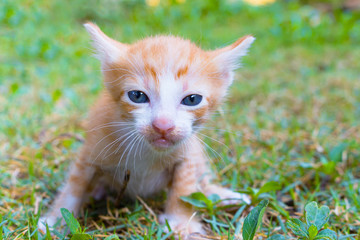 Naklejka na ściany i meble kitten on lawn with look for something