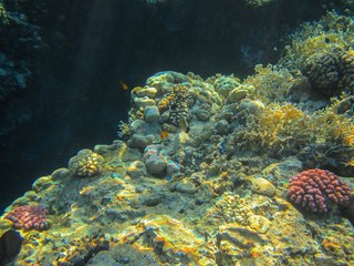 Coral reef with fish