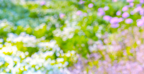 garden flower blurry background