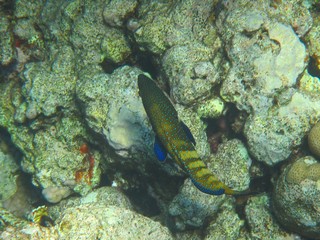 Coral reef with fish