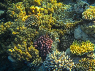 Coral reef with fish