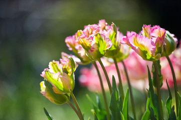  In Full Bloom. Tulips in garden in sunny day. Spring flowers. Gardening.
