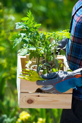 Farmer's box with Seedlings of tomato. Growing tomatoes in the greenhouse. Seedlings in the greenhouse. Growing of vegetables in greenhouses.