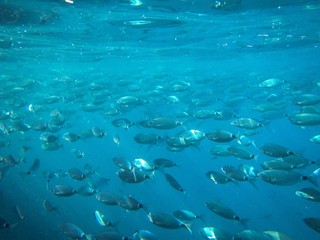 Fototapeta na wymiar Underwater background with fish