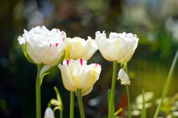  In Full Bloom. Tulips in garden in sunny day. Spring flowers. Gardening.