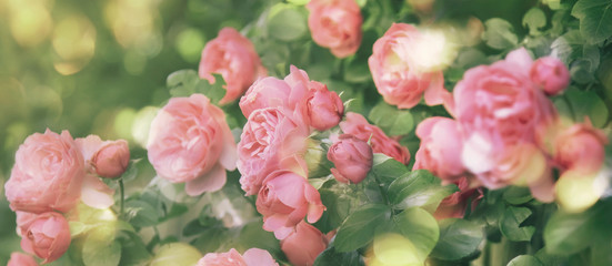 Summer natural green background with pink flowers. Vintage card with peach roses and bokeh, toned image