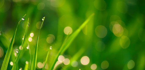 Beauty backgrounds with foliage, green grass, dew drops and bokeh, banner with copy space © 5ph