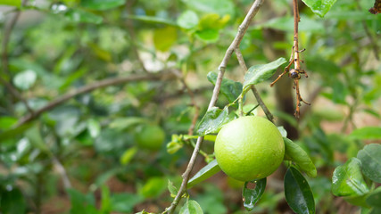 green lime hanging from the branches ,Lime tree with fruits closeup.