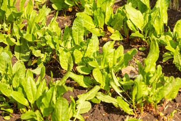 Fresh and healthy lettuce grows in the garden