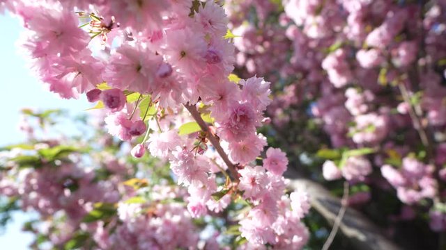 Cherry blossom on a Japanese cherry tree in spring in with blue sky and sunshine