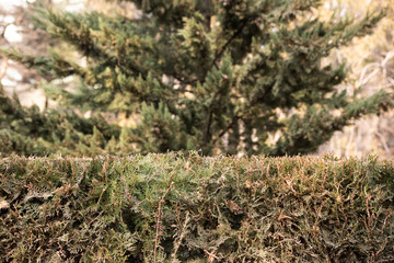 Autumn hedge on the street with tree
