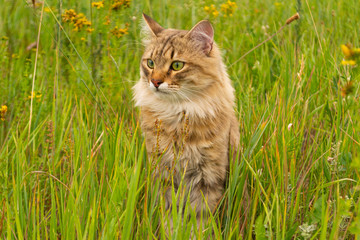 Striped brown cat walks and hunts in the green grass in the field. An animal in nature.