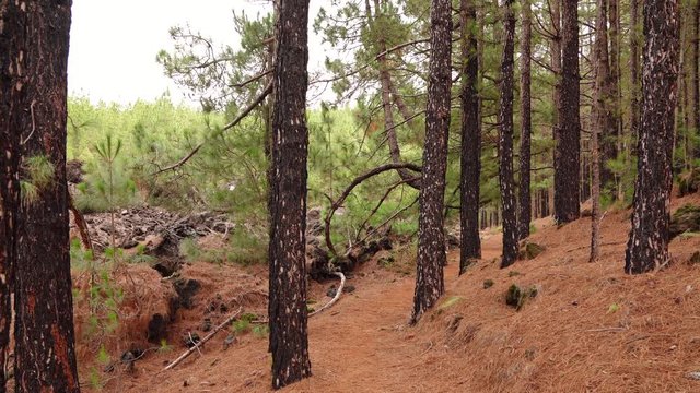 After a Wildfire: Close-up of a tree bark. Pine tree in a forest. Tenerife, Spain (Canary Islands)