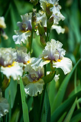Colorful irises in the garden, perennial garden. Gardening. Bearded iris