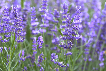 Provence - lavender field - obrazy, fototapety, plakaty