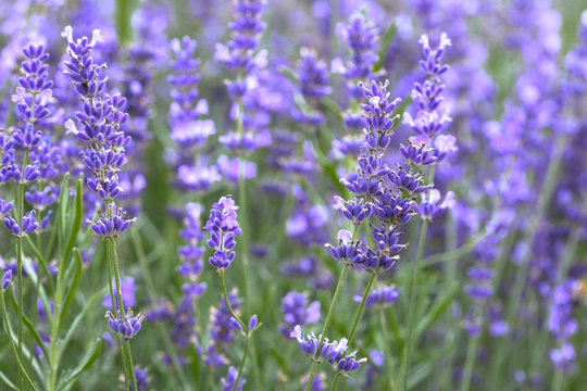 Provence - lavender field © Sergii Mostovyi