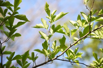 Styrax japonica (Japanese snowbell) bark and leaves / Styracaceae deciduous tree
