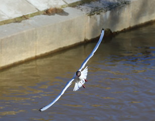 River tern in flight over the river Bank