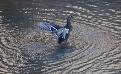 A duck flaps its wings on the surface of the water