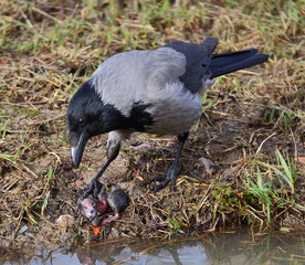 A crow over a dead rat on the coast