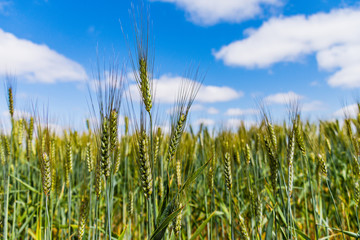 Wheat growing in outback Western Australia. Full head of wheat against blue sky in a field of waving stalks. Good crop. High yield.