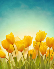 Beautiful Spring background with yellow tulips on blue sky. Concept of spring or summer