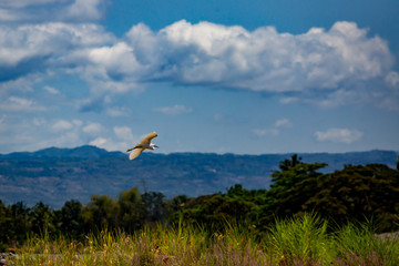 Egyptian heron flies among the jungle against the backdrop of mountains