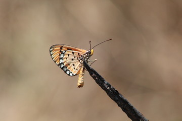 butterfly on a tree branch