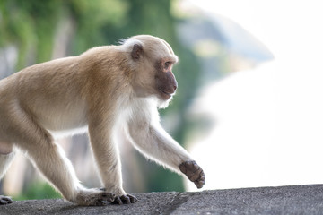 Portrait of a Rhesus macaque monkey