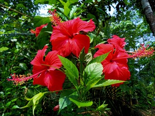 red hibiscus flower