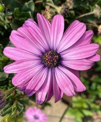 Obraz premium pink cosmos flower