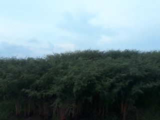 Obraz premium trees in the forest